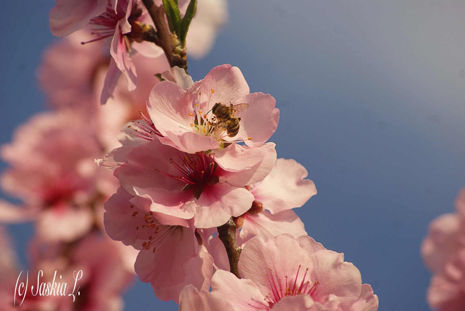 Der Frühling ist da.!