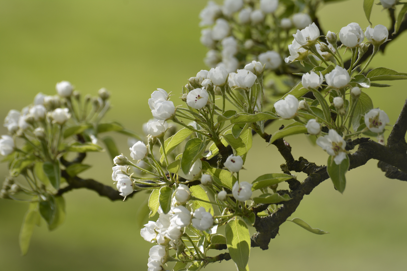 .... der Frühling ist da