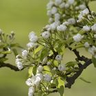 .... der Frühling ist da