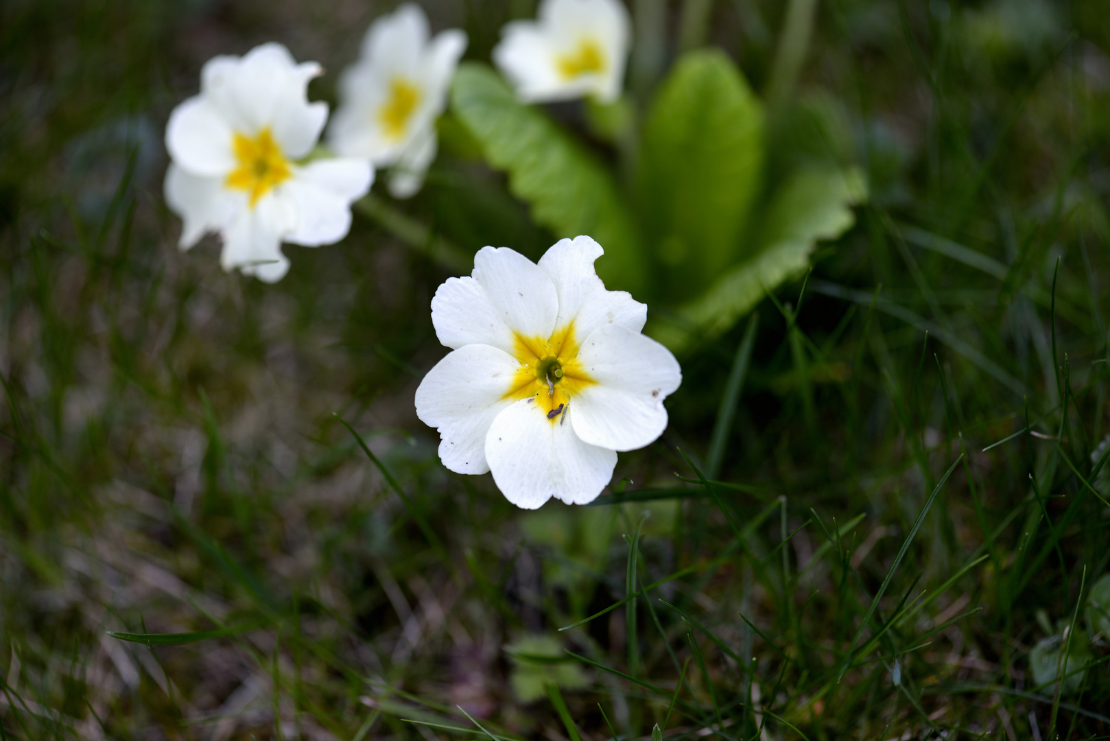 Der Frühling ist da