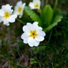 Der Frühling ist da