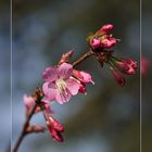 Der Frühling ist da!