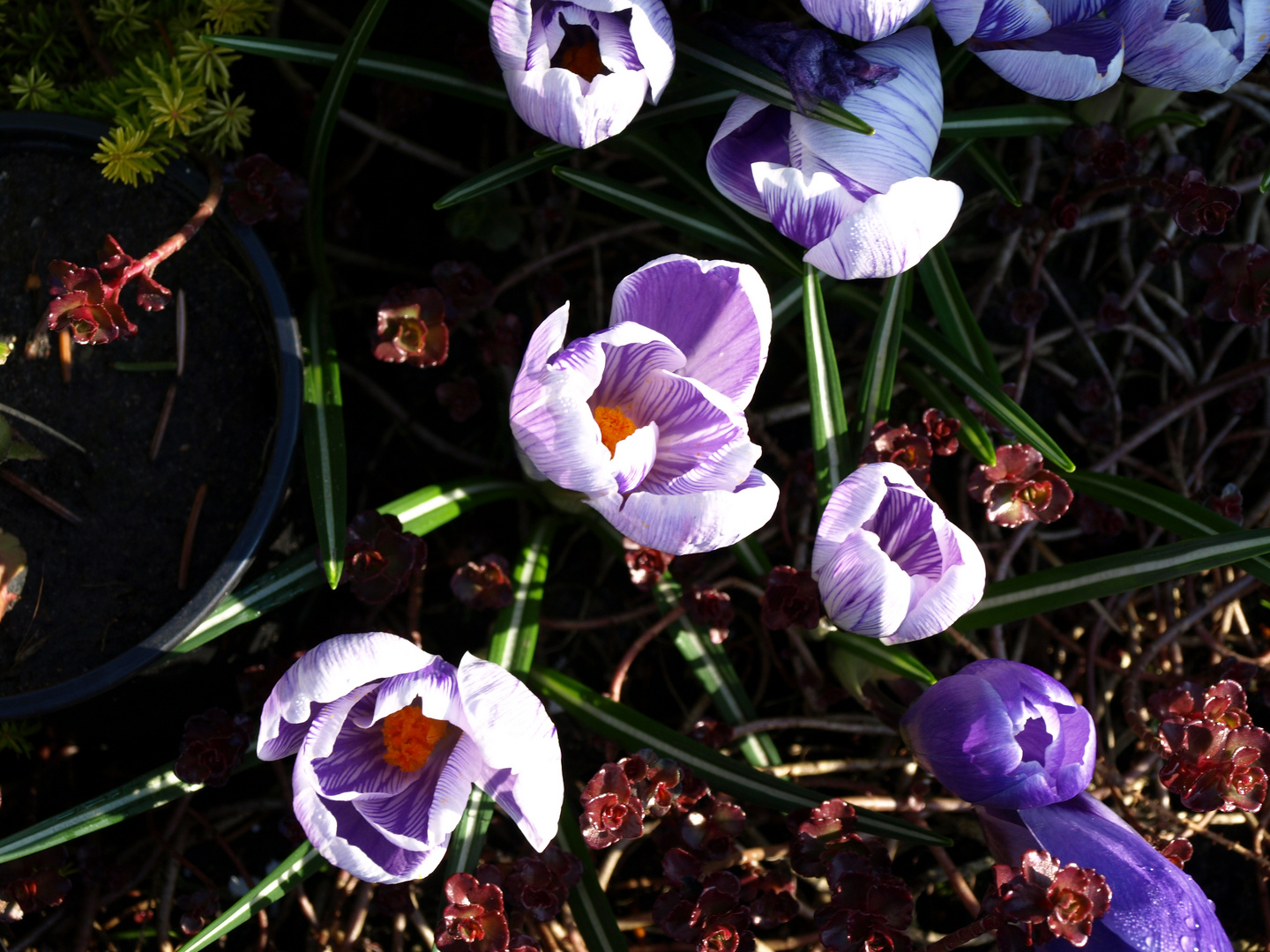 Der Frühling ist da