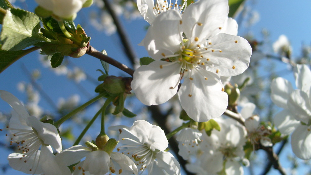 ~der frühling ist da...~