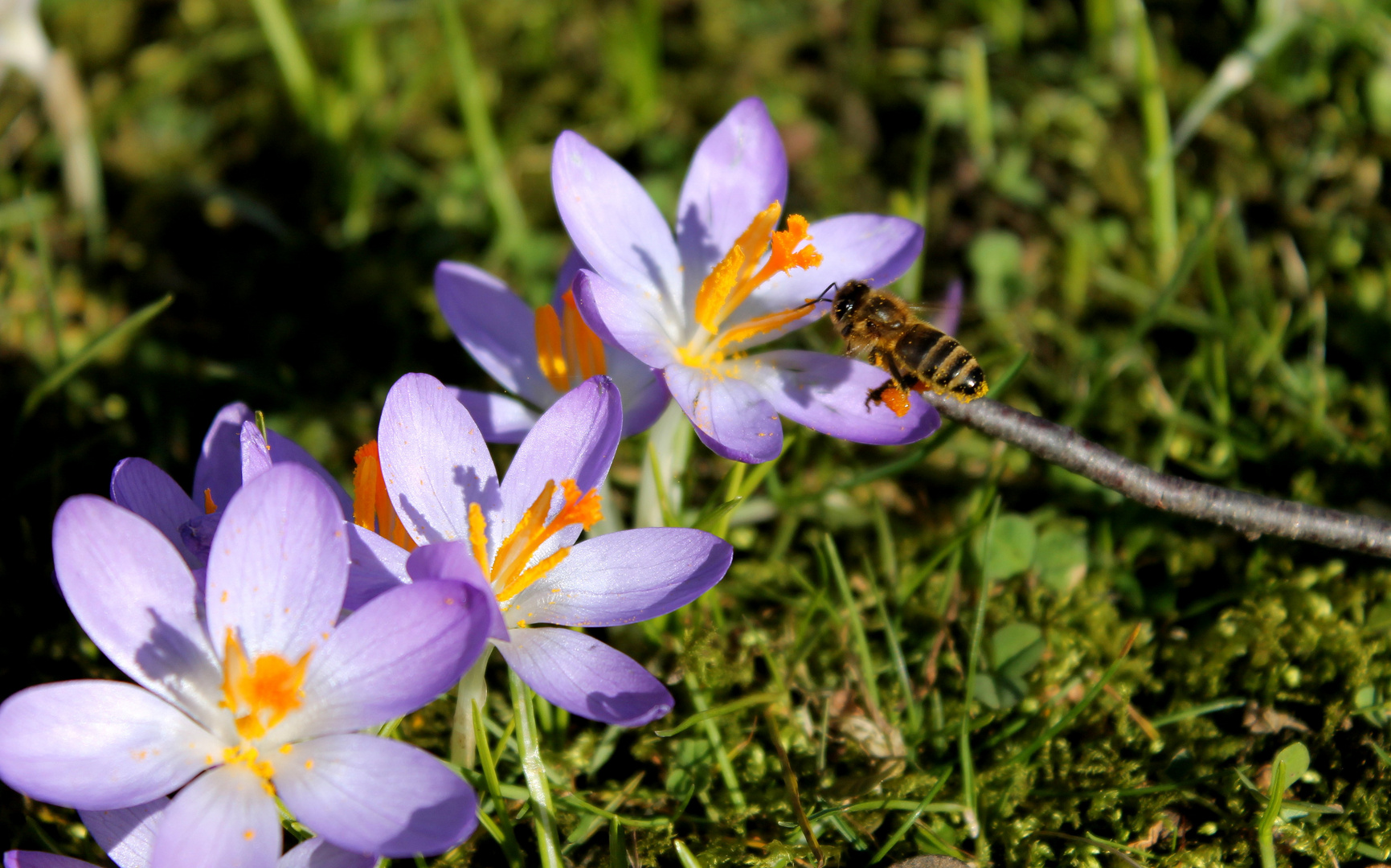 Der Frühling ist da!