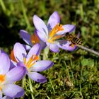 Der Frühling ist da!