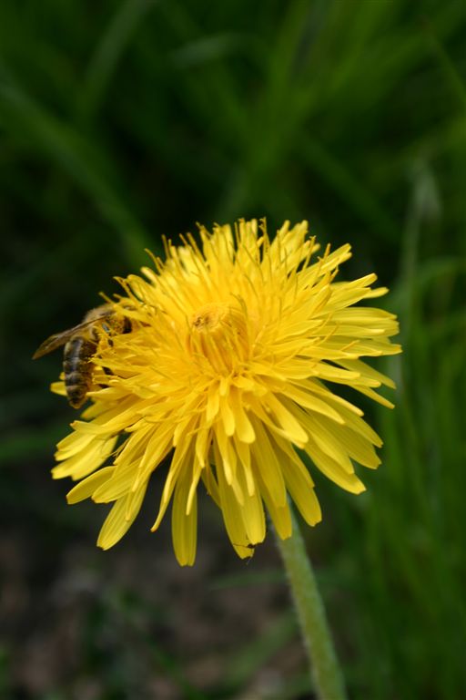 der frühling ist da...