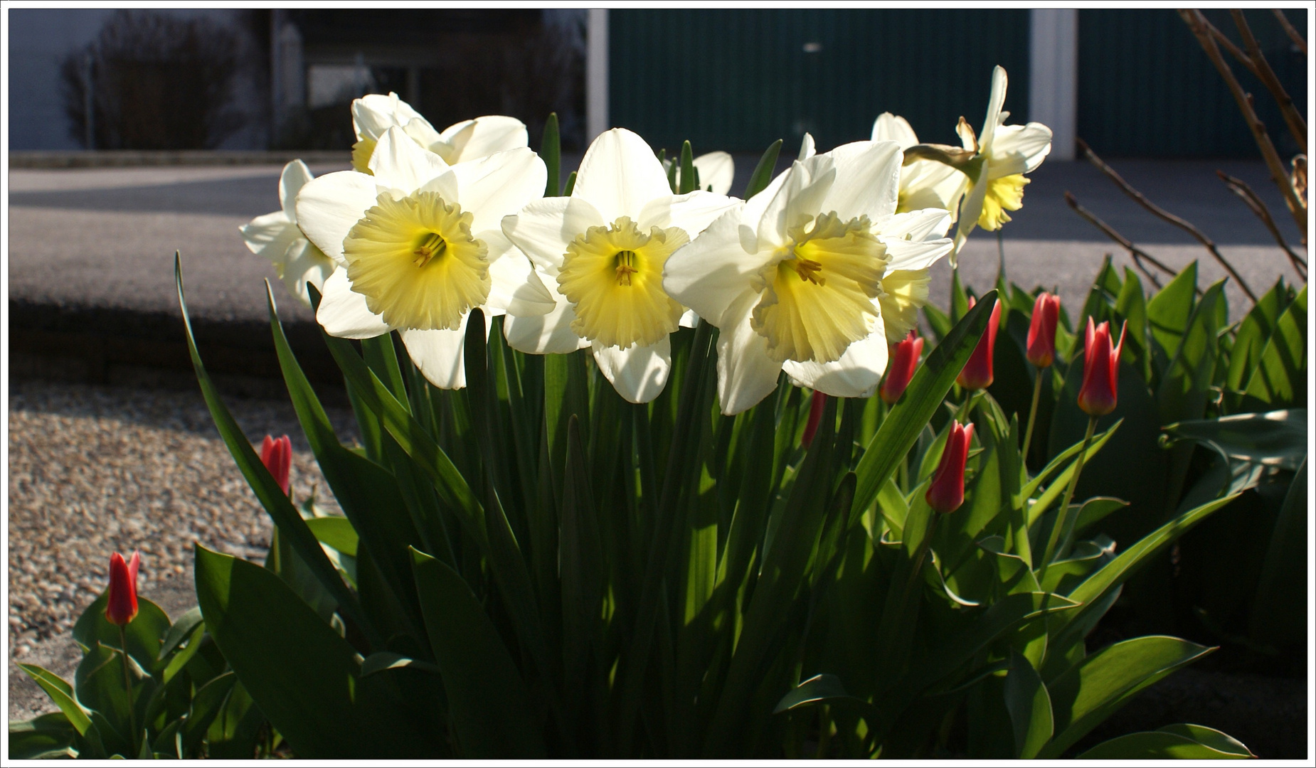 der Frühling ist da 1