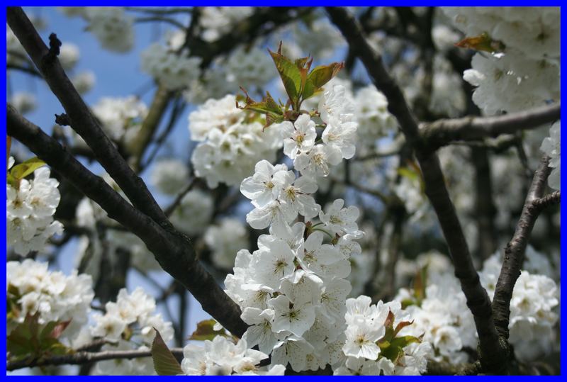 ****Der Frühling ist da 1****