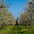 Der frühling ist da