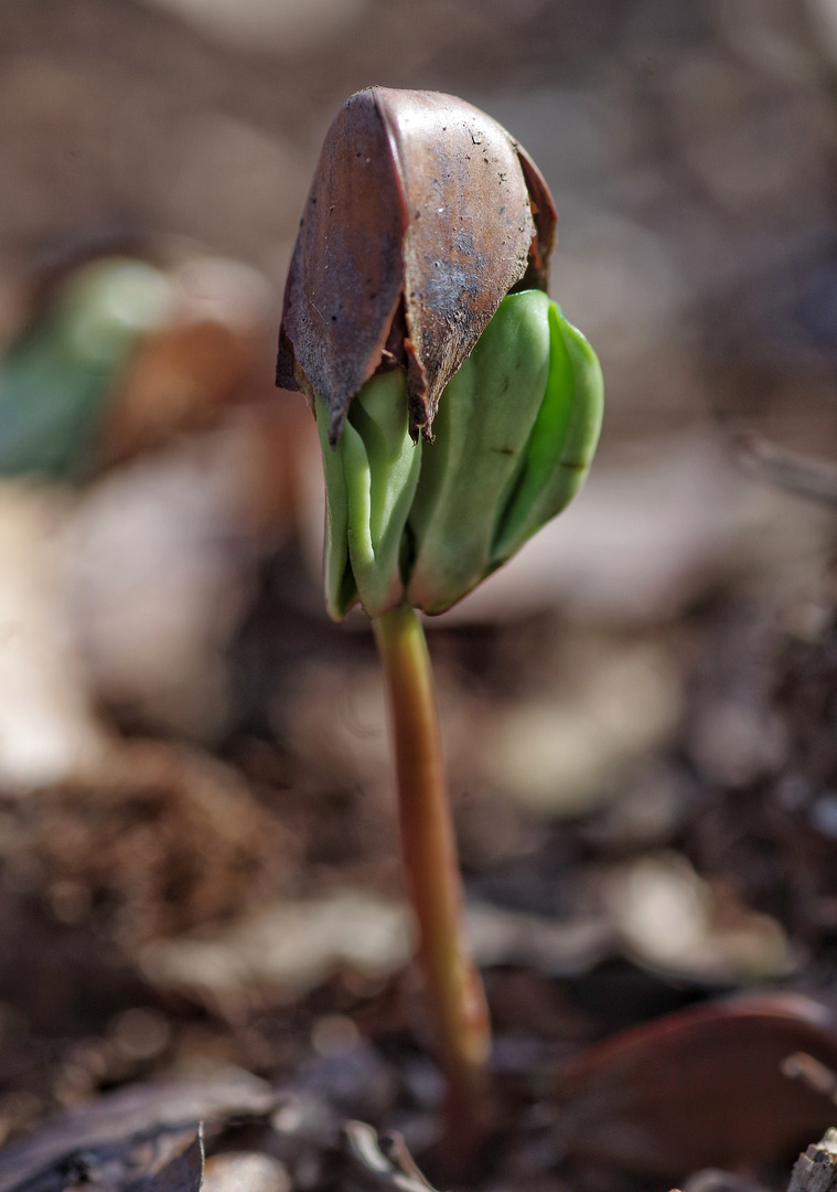 Der Frühling ist da !