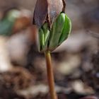 Der Frühling ist da !