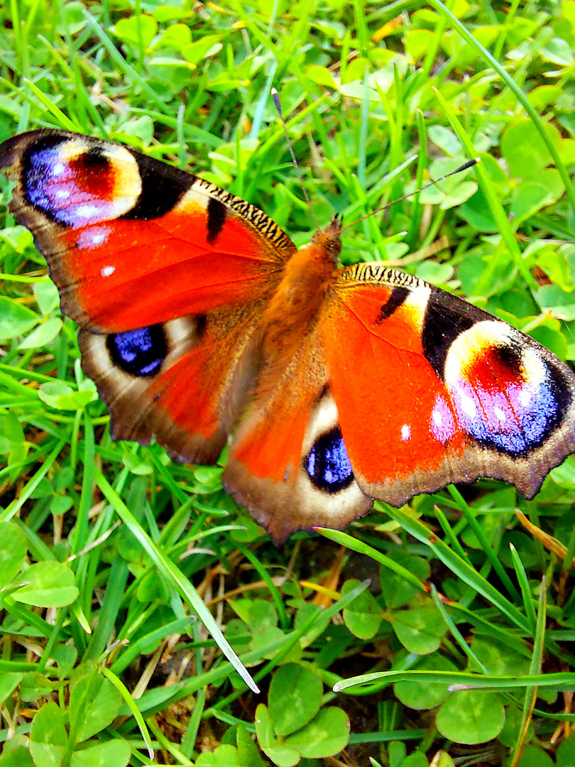 Der Frühling ist da...