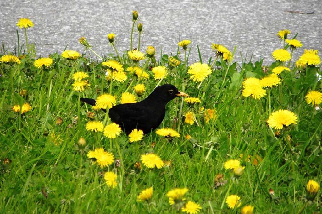 Der Frühling ist da...