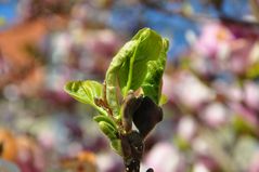 der Frühling ist da ...