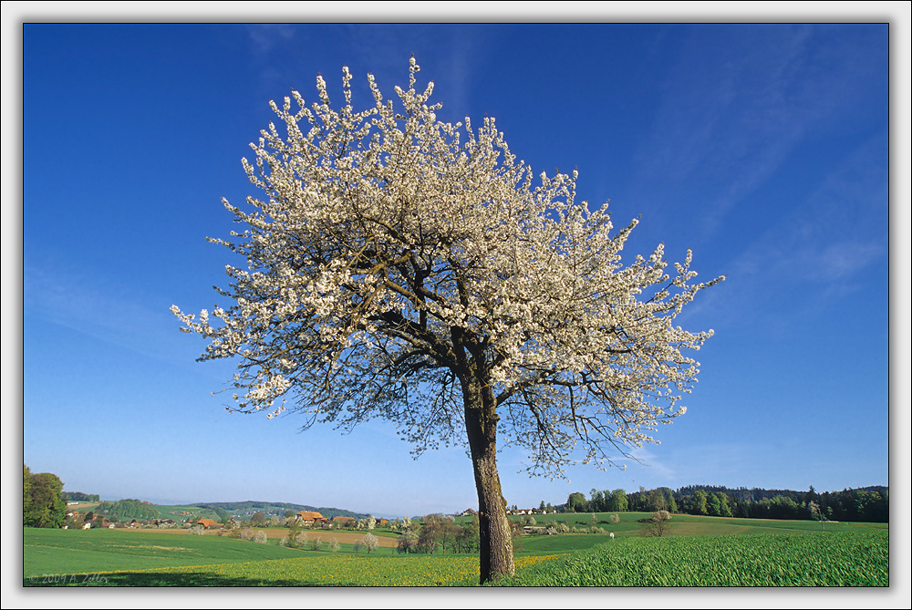 Der Frühling ist da