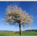 Der Frühling ist da