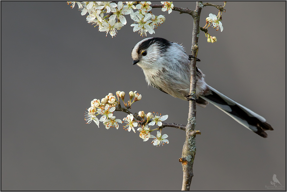 Der Frühling ist da !