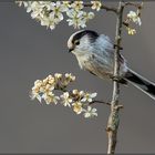 Der Frühling ist da !