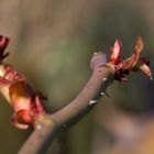 Der Frühling ist da!