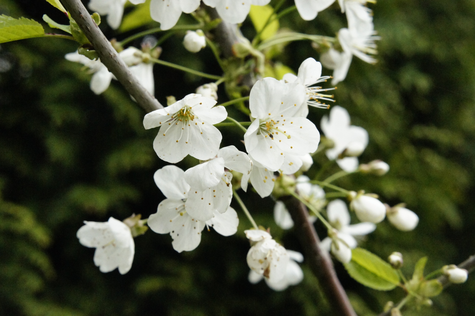 Der Frühling ist da:))