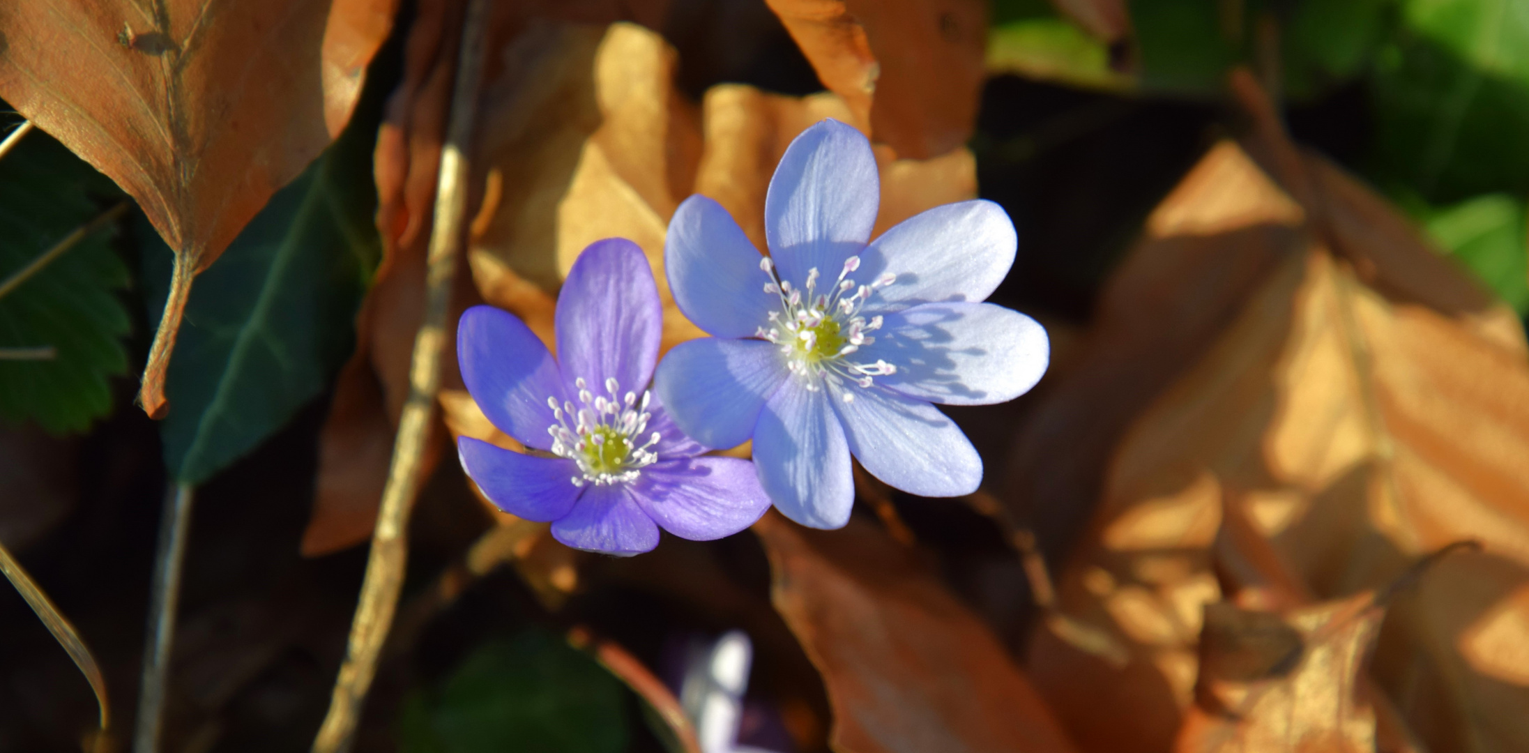 Der Frühling ist da!