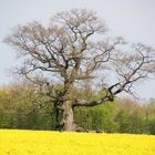 Der Frühling ist da!