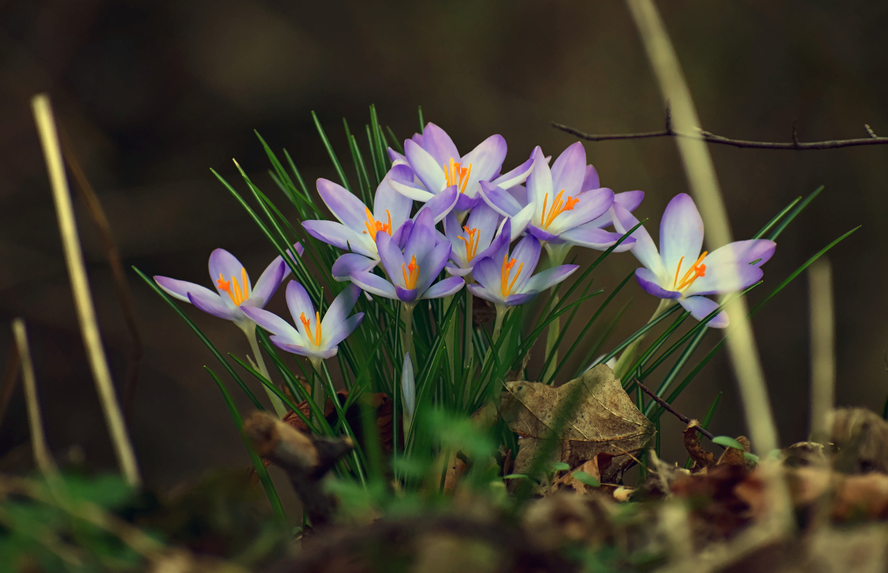 Der Frühling ist da.........