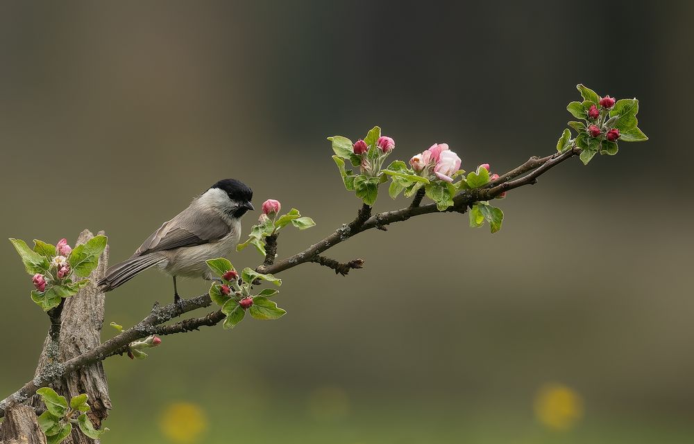 Der Frühling ist da...