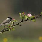 Der Frühling ist da...