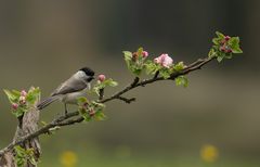 Der Frühling ist da...