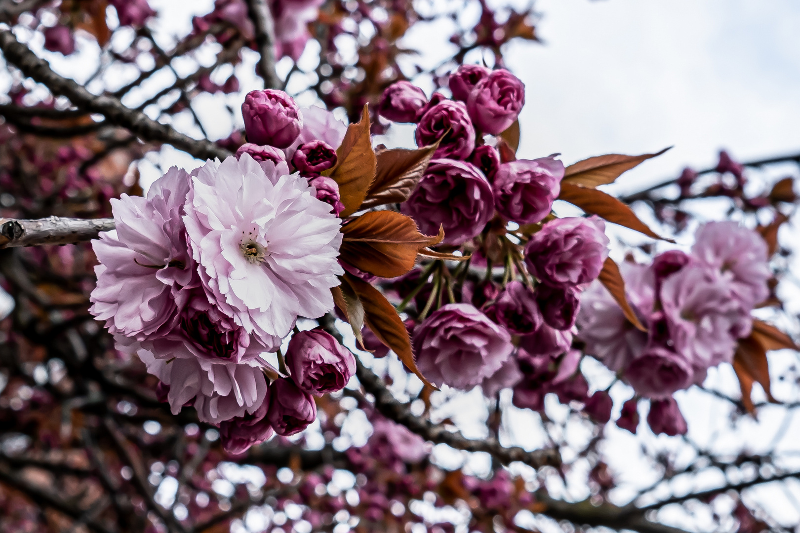 Der Frühling ist da