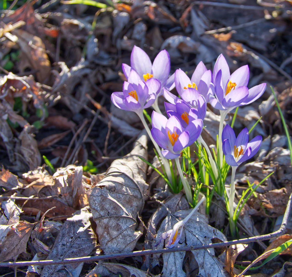 Der Frühling ist da 