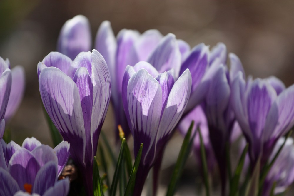 Der Frühling ist da