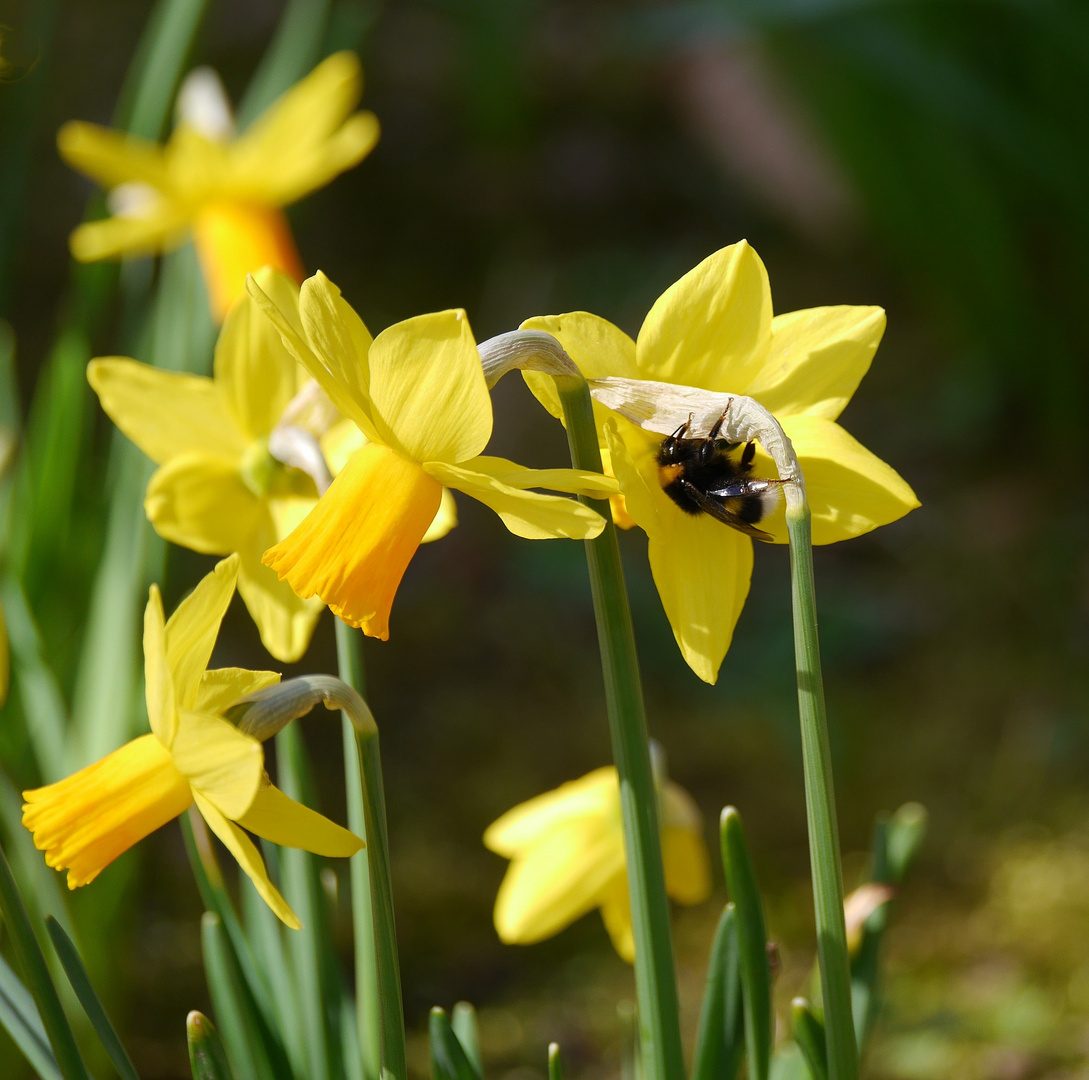 der Frühling ist da