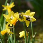 der Frühling ist da