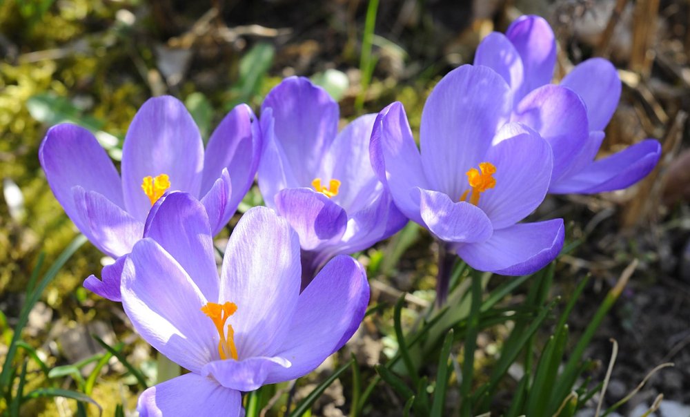 Der Frühling ist da!