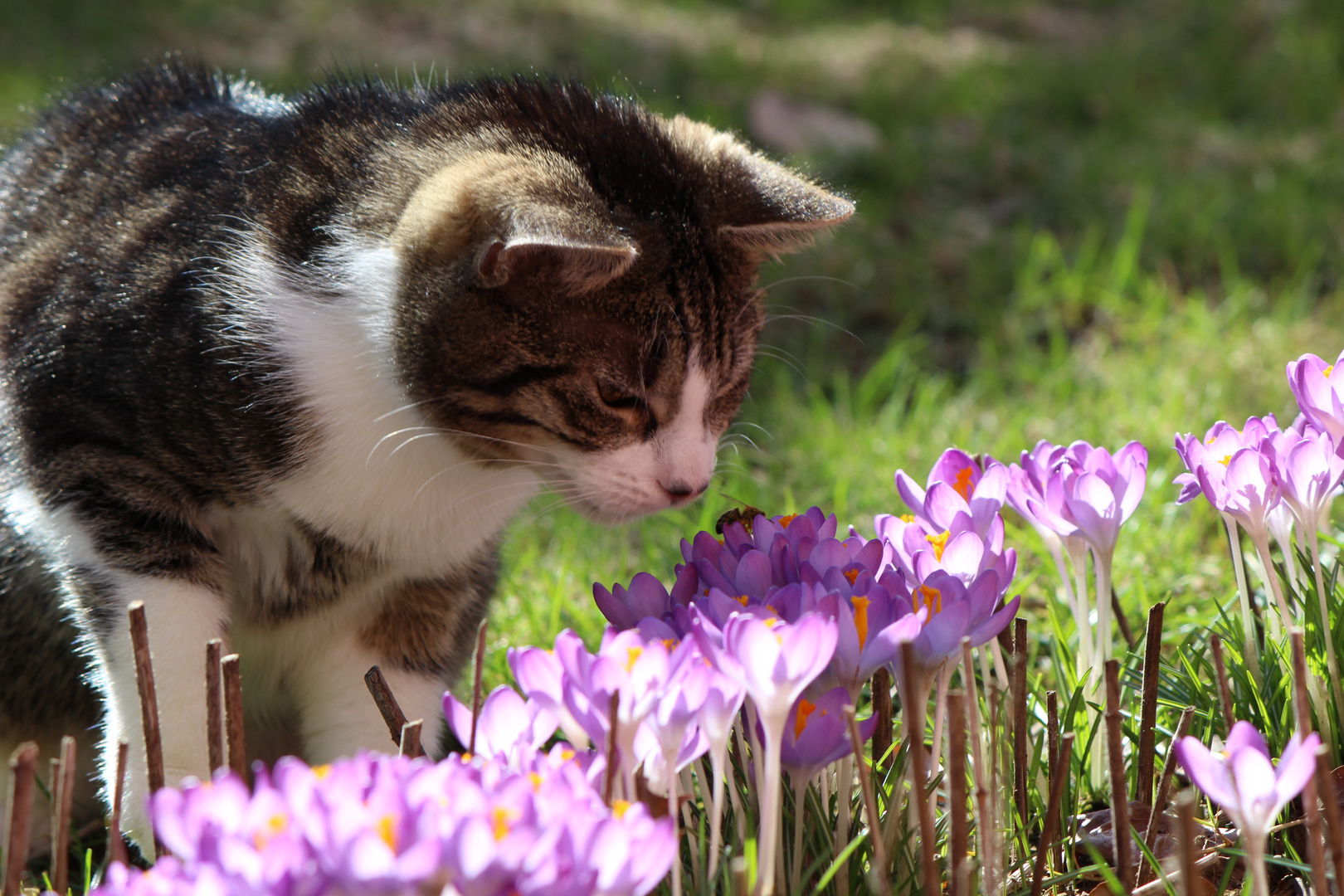 Der Frühling ist da