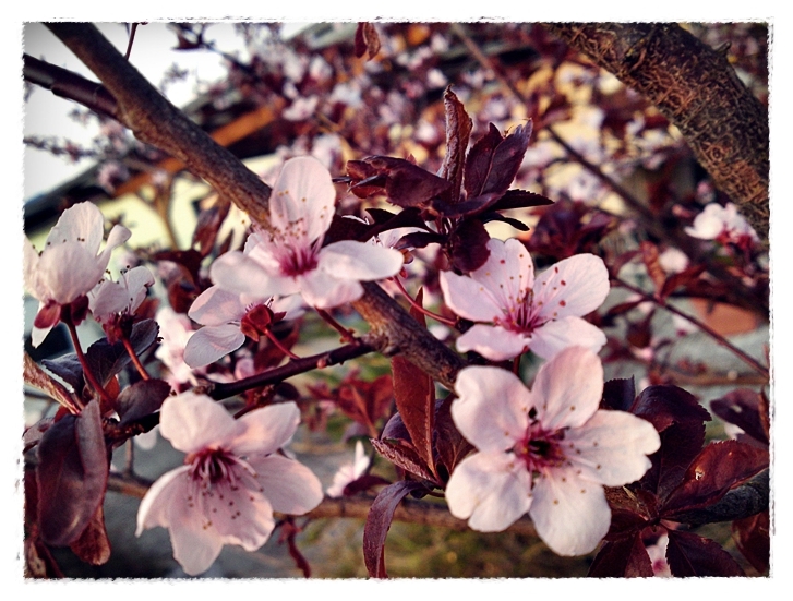 Der Frühling ist da :)