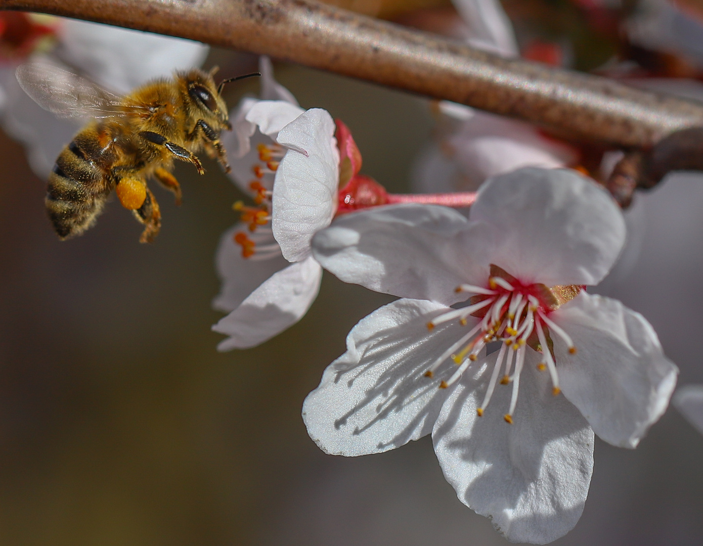 Der Frühling ist da !