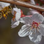 Der Frühling ist da !