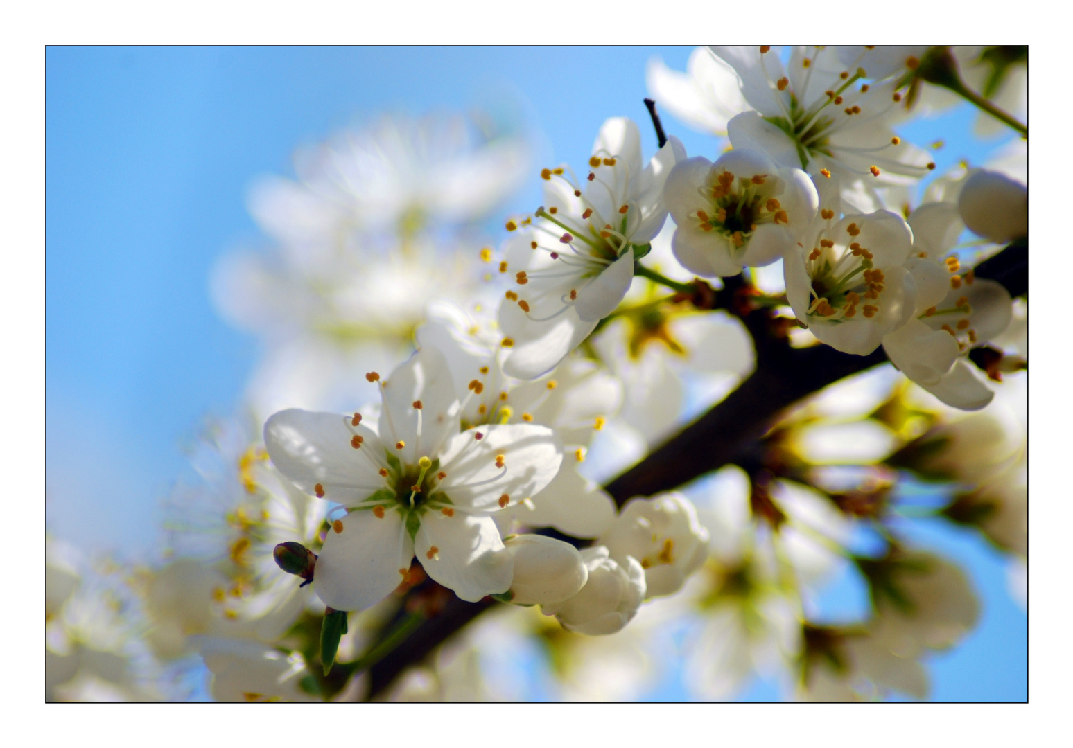 Der Frühling ist da !!!