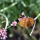 der Frühling ist da !