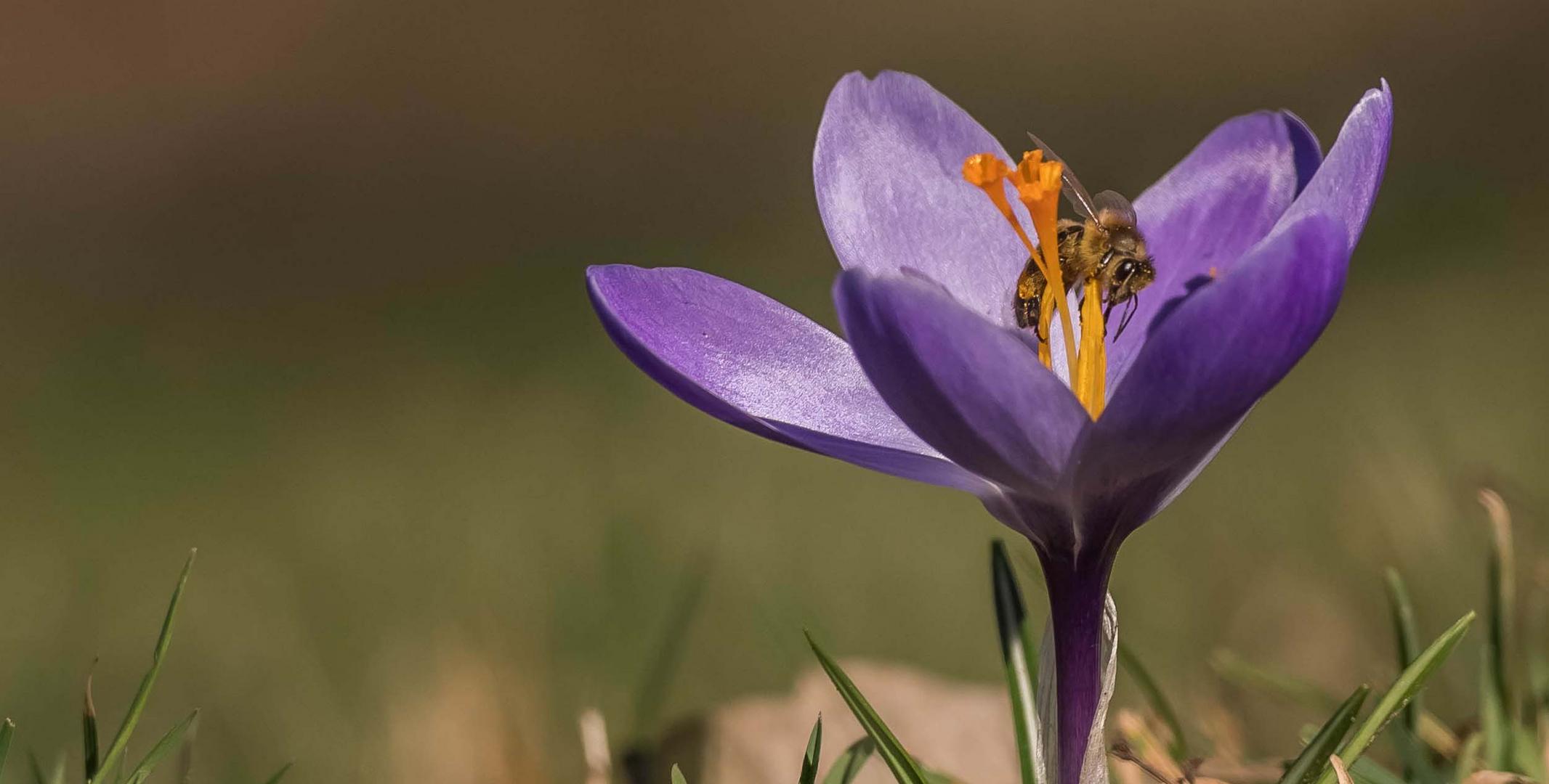 Der Frühling ist da