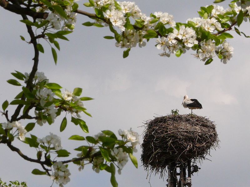 der Frühling ist da