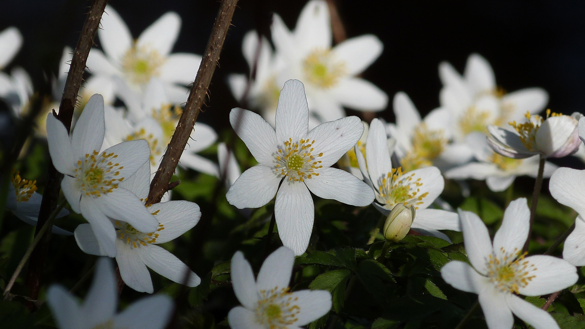 Der Frühling ist da