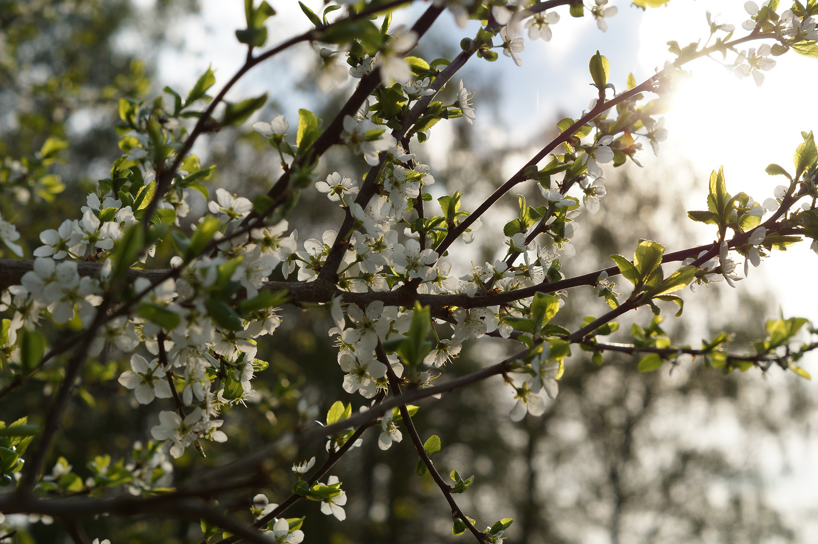 Der Frühling ist da