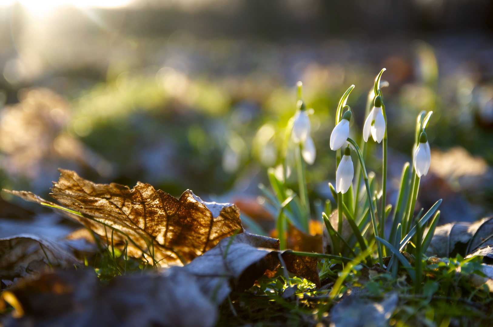 der Frühling ist da