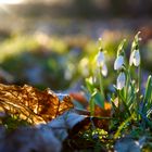 der Frühling ist da