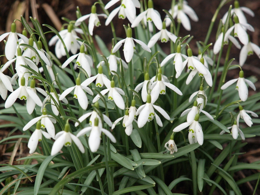 Der Frühling ist da